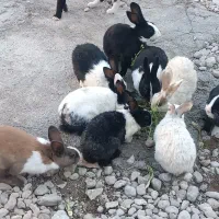 خرگوش|موش و خرگوش|دهدشت, |دیوار