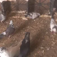 کفتر یا کبوتر|پرنده|ملایر, |دیوار