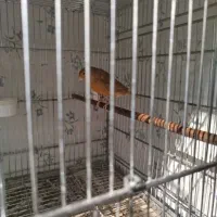 قناری دارچینی ماده|پرنده|اسدآباد, |دیوار