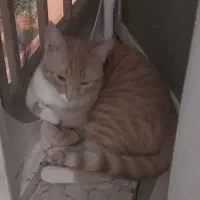 گربه گمشده