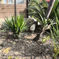 حیوانات مزرعه|حیوانات مزرعه|ماسال, |دیوار