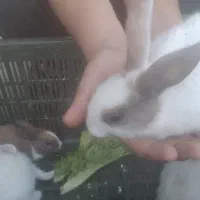 خرگوش کوچک|موش و خرگوش|شوشتر, |دیوار