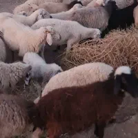 گله  بز  و میش   گوسفند|حیوانات مزرعه|ارزوئیه, |دیوار