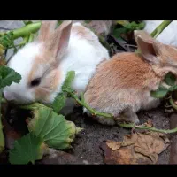 خرگوش میکس خوش رنگ