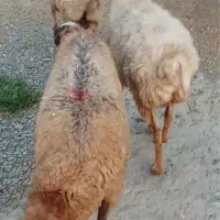گوسفند