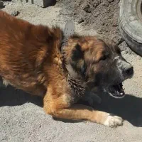 واگذاری سگ نر افغان