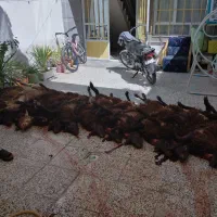 قصاب سیار
