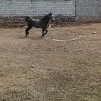 اسب اصیل سه ساله ماده