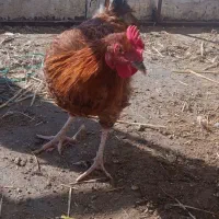 خروس گلپایگانی و گلین جوان|حیوانات مزرعه|قم, نخودی|دیوار