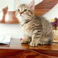 بچه گربه نژاد هیمالیا