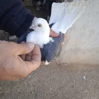 کبوتر|پرنده|اردبیل, |دیوار