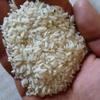 برنج لاشه هاشمی بی شرط پخت