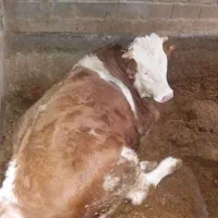 گوساله نر سیمینتال