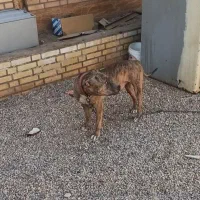 پیتبول نر1/5بسیارباهوش وحرف گوش کن|سگ|اهواز, سپیدار|دیوار