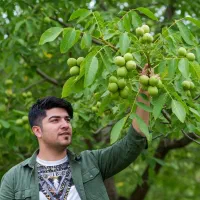 نهال گردو چندلر با باردهی زیاد|حراج|نورآباد, |دیوار