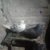 یک لانه کبوتر|پرنده|ماکو, |دیوار