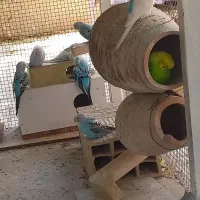 عروس هلندی لوتینو ومرغ عشق