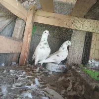 کبوتر|پرنده|کوچصفهان, |دیوار