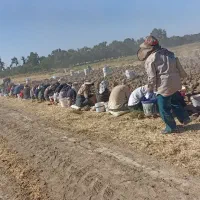 تعدادی کارگرپیاززعفران نیازمندیم روزی هشتصد وپنجاه