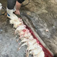 مرغ و خروس زنده قربانی