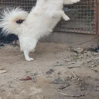 سگ پامر فروشی