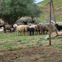 فروش میش بره داشتی