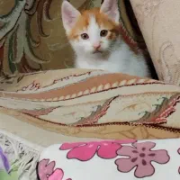 واگذاری بچه گربه ۲ ماهه