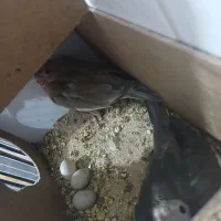 یک جفت عروس هلندی با دو جوجه و قفس بزرگ و نو|پرنده|تربت جام, جامی|دیوار