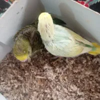 گوشی و مرغ عشق سرلاکی