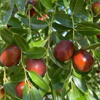 عناب اعلاء امسالی