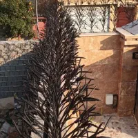 شاخ گوزنی همراه با نصب هاشمی