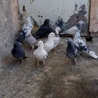 کبوتر|پرنده|سبزوار, کلاته سیفر|دیوار