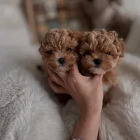 سگ ملوس|سگ|ثمرین, |دیوار