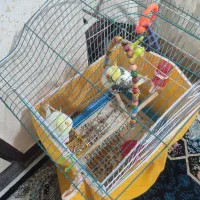 عروس هلندی|پرنده|فولادشهر, B8|دیوار