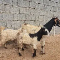 بز ابستن دوقلوزا با دوکهره نر باچهار عدد بره نر