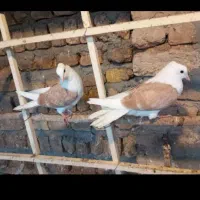 کبوتر پرشی ارزون بپر.