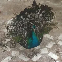 طاووس نر|پرنده|شاهین‌شهر, امام حسین|دیوار