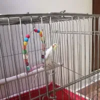 عروس هلندی لوتینو نر|پرنده|رودهن, |دیوار