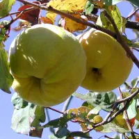 باغ-مزنگ-علی-اباد