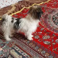 سگ خونگی لاس