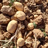 سیب جلی وبامبا|عمده‌فروشی|حسن آباد, |دیوار