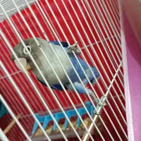 کوتوله قیمت خوب