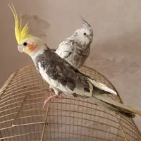 جفت عروس