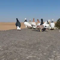 بوم کفتر رنگی
