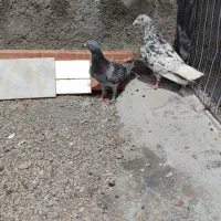 نر سار و ماده پولکی