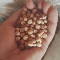 نخود پایزه منصور بذری