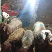 گوسفند داشتی|حیوانات مزرعه|بروجرد, |دیوار