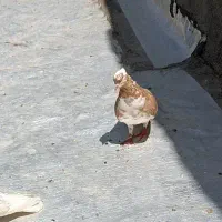 این ماده شازده زرد رو گم کردم|پرنده|اشترینان, |دیوار