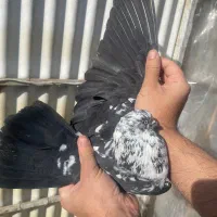 کبوتر پرشی خوش نقش|پرنده|ری, علایین|دیوار