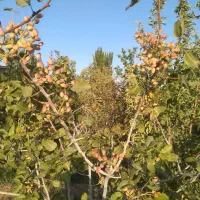 فروش خانه ویلایی ۱ متری واقع در کوی مولانا|فروش خانه و ویلا|صوفیان, |دیوار